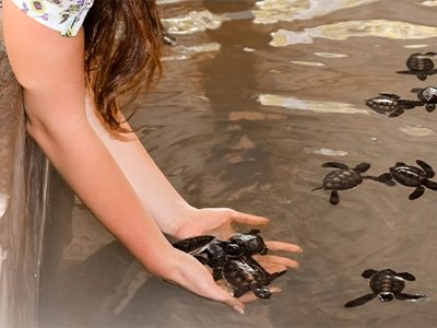 Turtle Hatchery