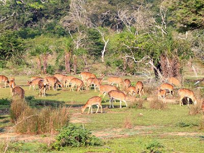 Wilpattu-3